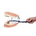 3B Scientific Giant Dental Care Model - w/ 3B Smart Anatomy 1000246